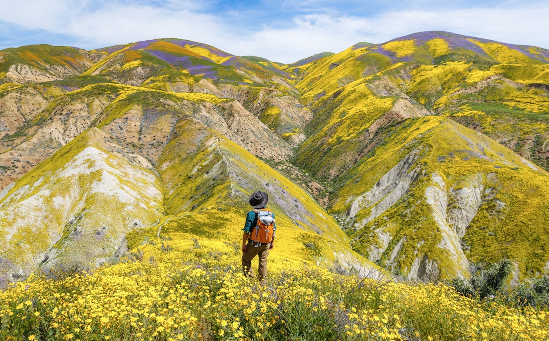 Hiker stands amidst a field of wildflowers on the rolling Carrizo Hills